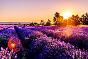 Live a real and unique experience in a lavender field