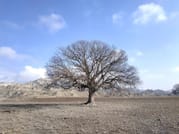 pistachio tree at vashlovani national park