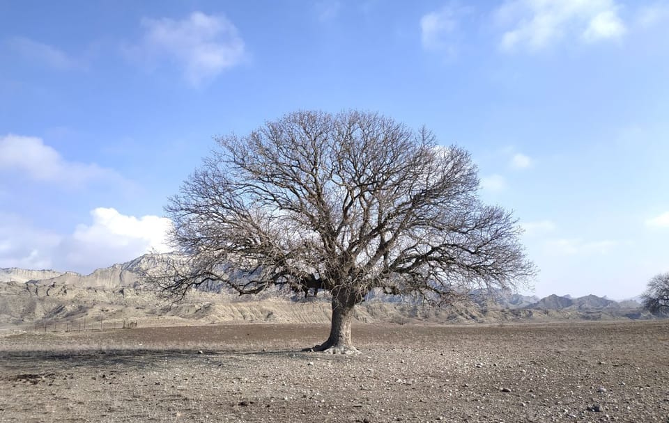 Birdwatching and Nature Tour in Vashlovani National Park from Tbilisi