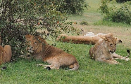 5 days Aberdare lake Nakuru and Masai Mara safari from Nairobi