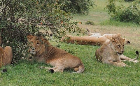 5-Day Safari Adventure to Aberdare, Lake Nakuru, and Masai Mara from Nairobi