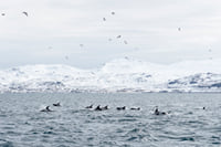 Whale Watching Ólafsvík  3