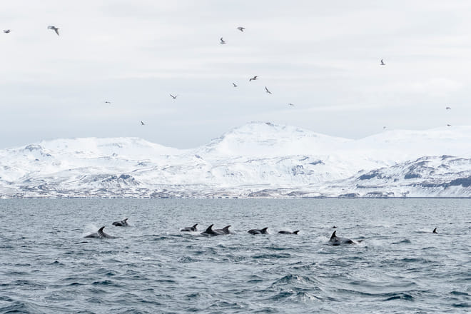 Whale Watching Ólafsvík  photo 3