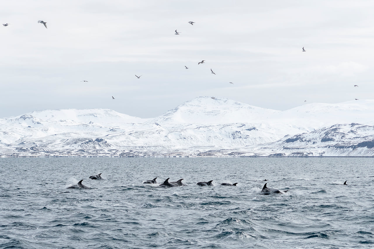 Whale Watching Ólafsvík  3