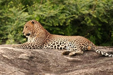 Game Drive Safari in Wilpattu National Park from Anuradhapura