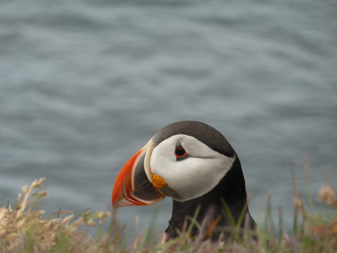 Private Puffin Colony Tour from Seyðisfjörður Port