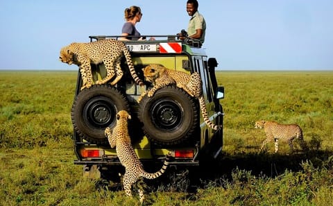 3-Day Budget Safari in Amboseli National Park, Kenya