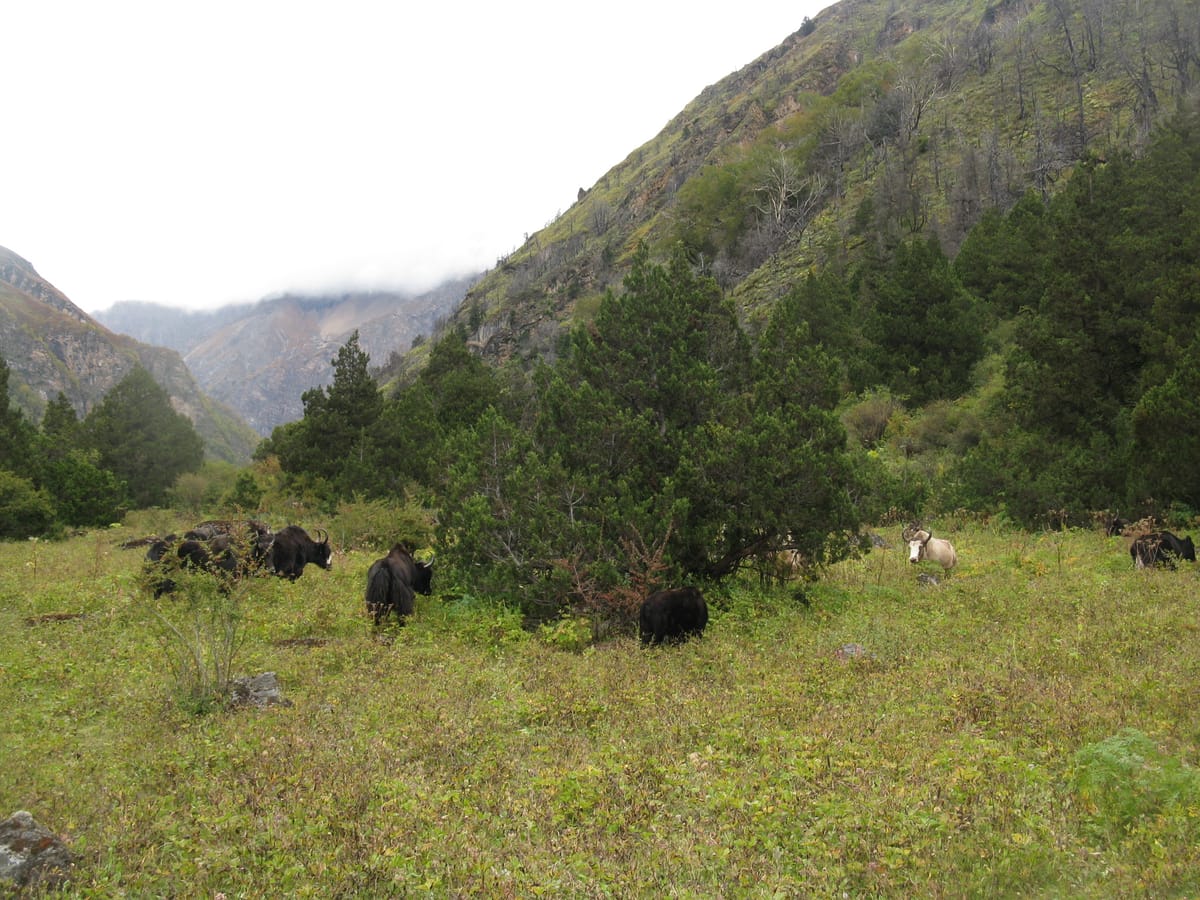 19 Days Mera Peak Climbing & Expedition – One Life-Changing Himalayan Adventure