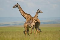 See Giraffes Masai Mara National