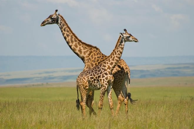 See Giraffes Masai Mara National