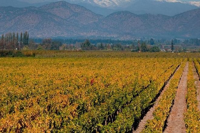 Cousino Macul Vineyard