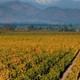 Cousino Macul Vineyard
