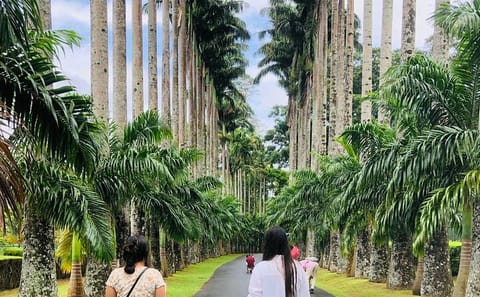 Kandy City and Peradeniya Gardens Cultural Tour