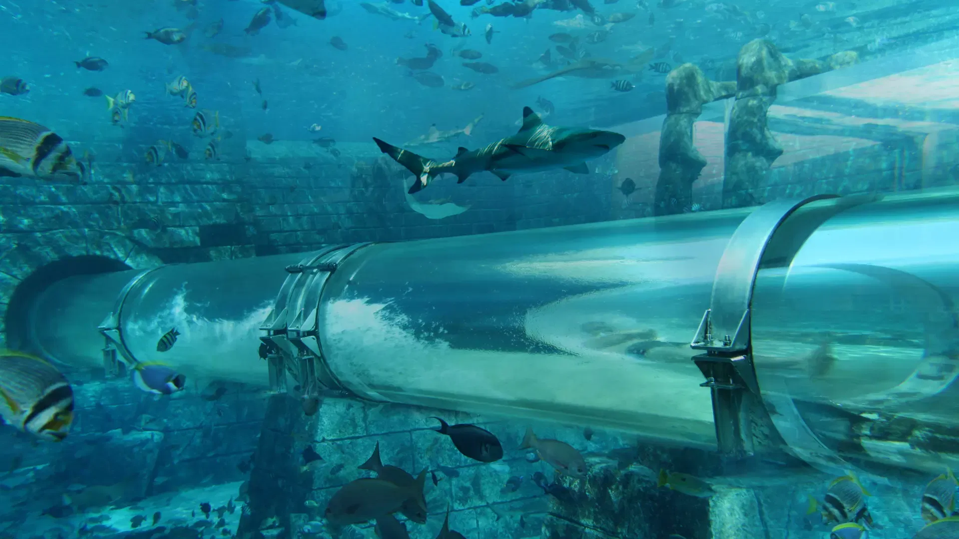 The clear underwater tube of the Shark Attack slide running along the seabed of the shark lagoon, with a reef shark and shoals of tropical fish above it, at Aquaventure Waterpark