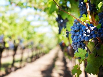 Wine Tasting and Big 5 Safari in Cape Winelands
