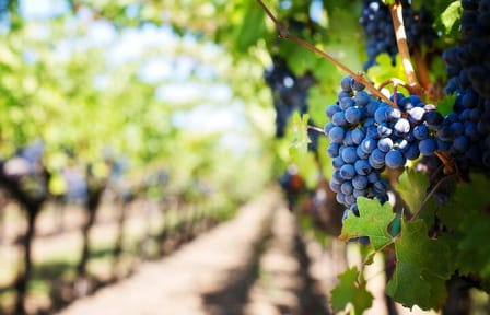 Wine Tasting and Big 5 Safari in Cape Winelands