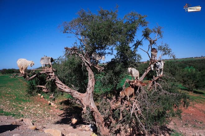 Essaouira Full-Day Tour from Marrakech 7