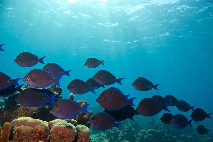 5 tours in 1 (Eco Farm/Horseback/City Tour/Buggy/Zipline)