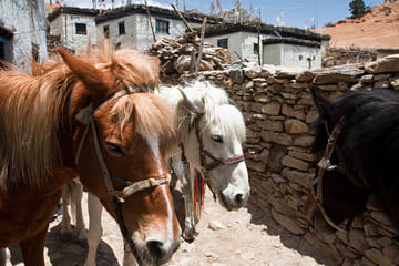 Annapurna Poon Hill- Ghorepani- Ghandruk Trek- 10 Days