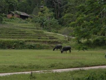 Chiang mai Suthep National Park Leisure Hiking & Mountain Biking