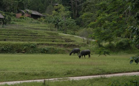 90 km Mountain Bike Tour of Samoeng Mountain Loop, Chiang Mai