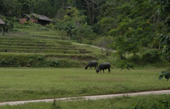 90 km Mountain Bike Tour of Samoeng Mountain Loop, Chiang Mai