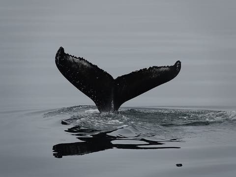 Reykjavík Bay Arctic Rose Whale Watching Excursion, photo 3