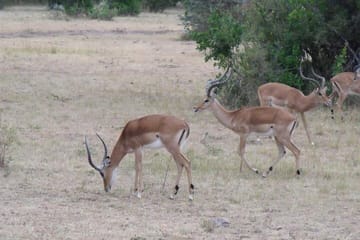 Half-Day Nairobi National Park Tour from Nairobi