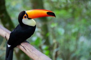 12-Day Trip Argentina & Brazil