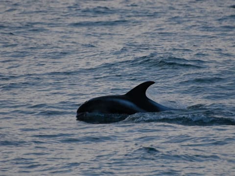 Reykjavík Whales & Snowmobile, photo 2