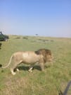 3 DAYS PRIVATE SAFARI TO MAASAI MARA NATIONAL PARK AND KEEKOROK LODGE 7