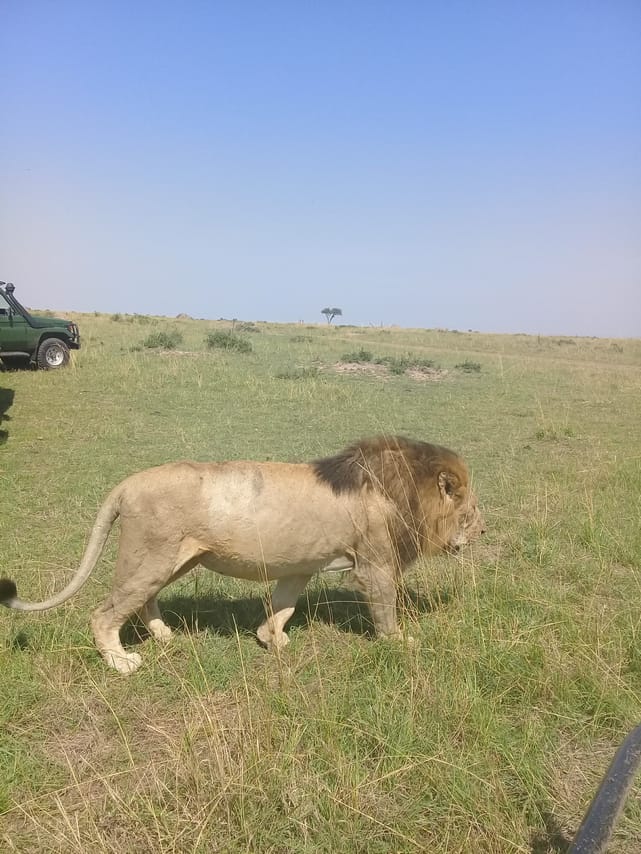 3 DAYS PRIVATE SAFARI TO MAASAI MARA NATIONAL PARK AND KEEKOROK LODGE 7