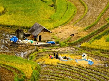 Harvest in Sapa