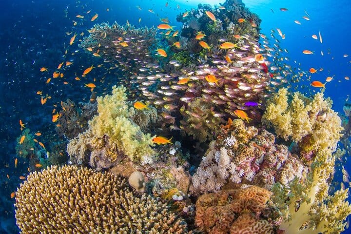 Ras Mohamed & Magic Lake Half-Day Snorkeling Tour – Sharm