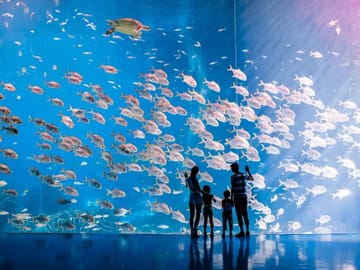 Explore Zhuhai Chimelong Ocean Kingdom Theme Park Experience