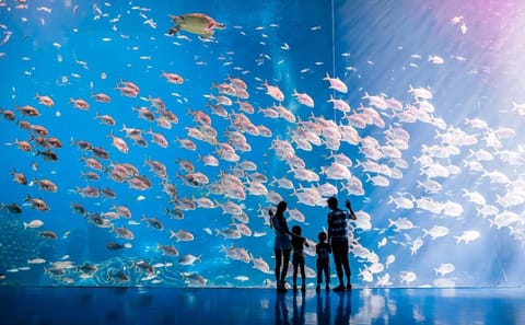 Explore Zhuhai Chimelong Ocean Kingdom Theme Park Experience