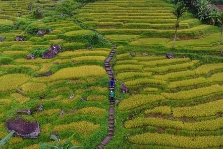 Ramboda Village Trekking Tour with Scenic Views & Authentic Lunch