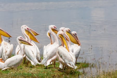 Wildlife Safari and Birdwatching Adventure in Lake Nakuru National Park