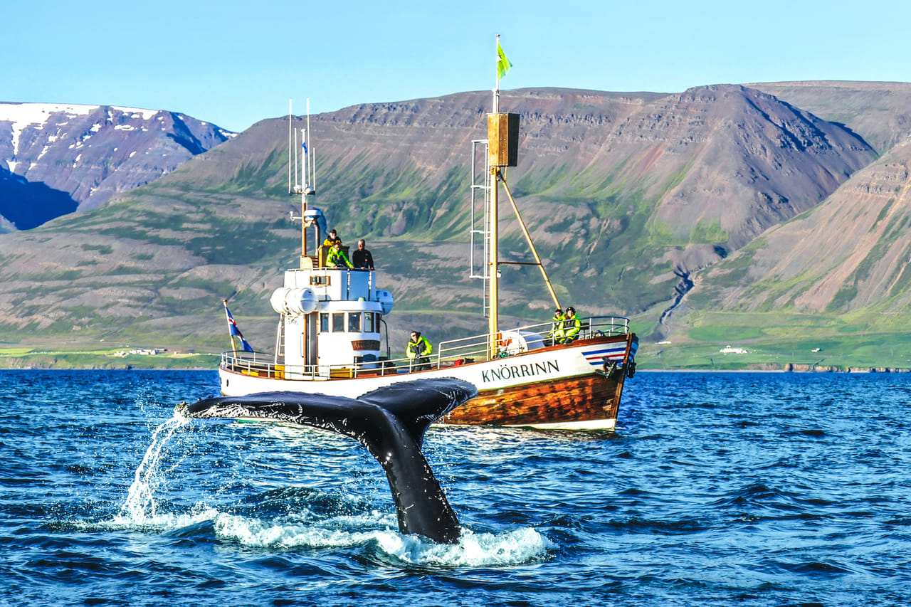 Fluke in front of Knörrinn
