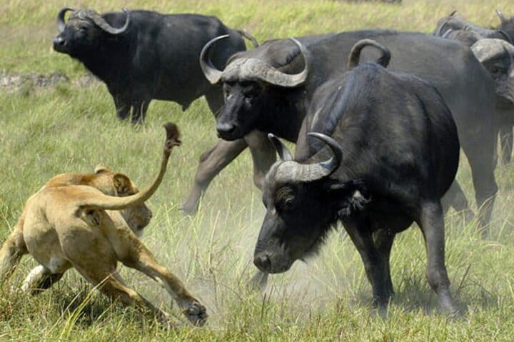 Full Day Chobe Safari from Livingstone