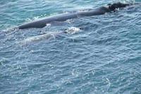 Southern Right Whales i Hermanus-view from the rocks