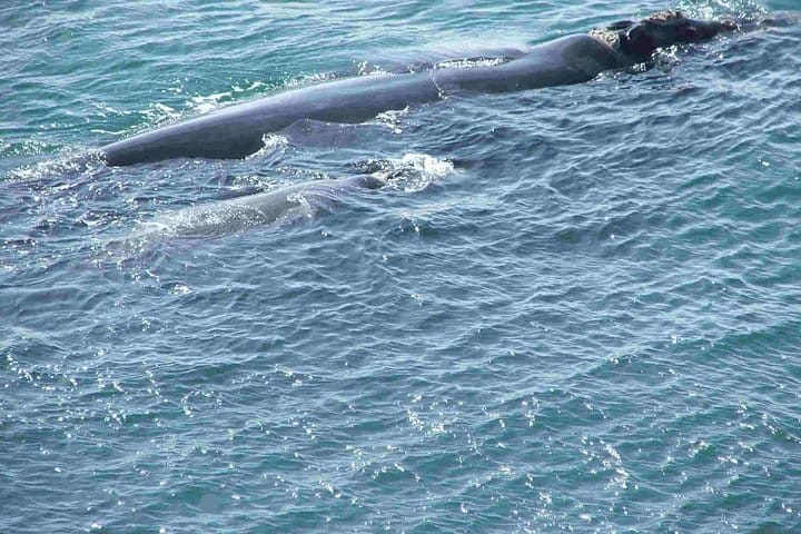 Southern Right Whales i Hermanus-view from the rocks