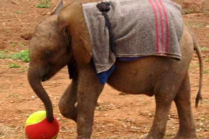 Visiting the Nairobi Elephant Orphanage Tours and Tickets