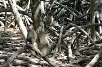 CAN GIO MANGROVE ECO AND WILDLIFE DISCOVERY TOUR 8