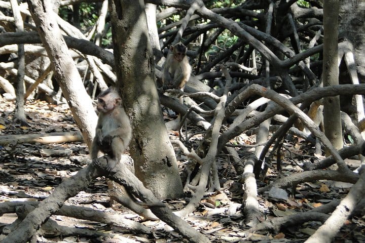CAN GIO MANGROVE ECO AND WILDLIFE DISCOVERY TOUR 8