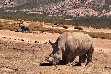 Cape Town Aquila Game Reserve Big 5 Sunset Safari with Transport