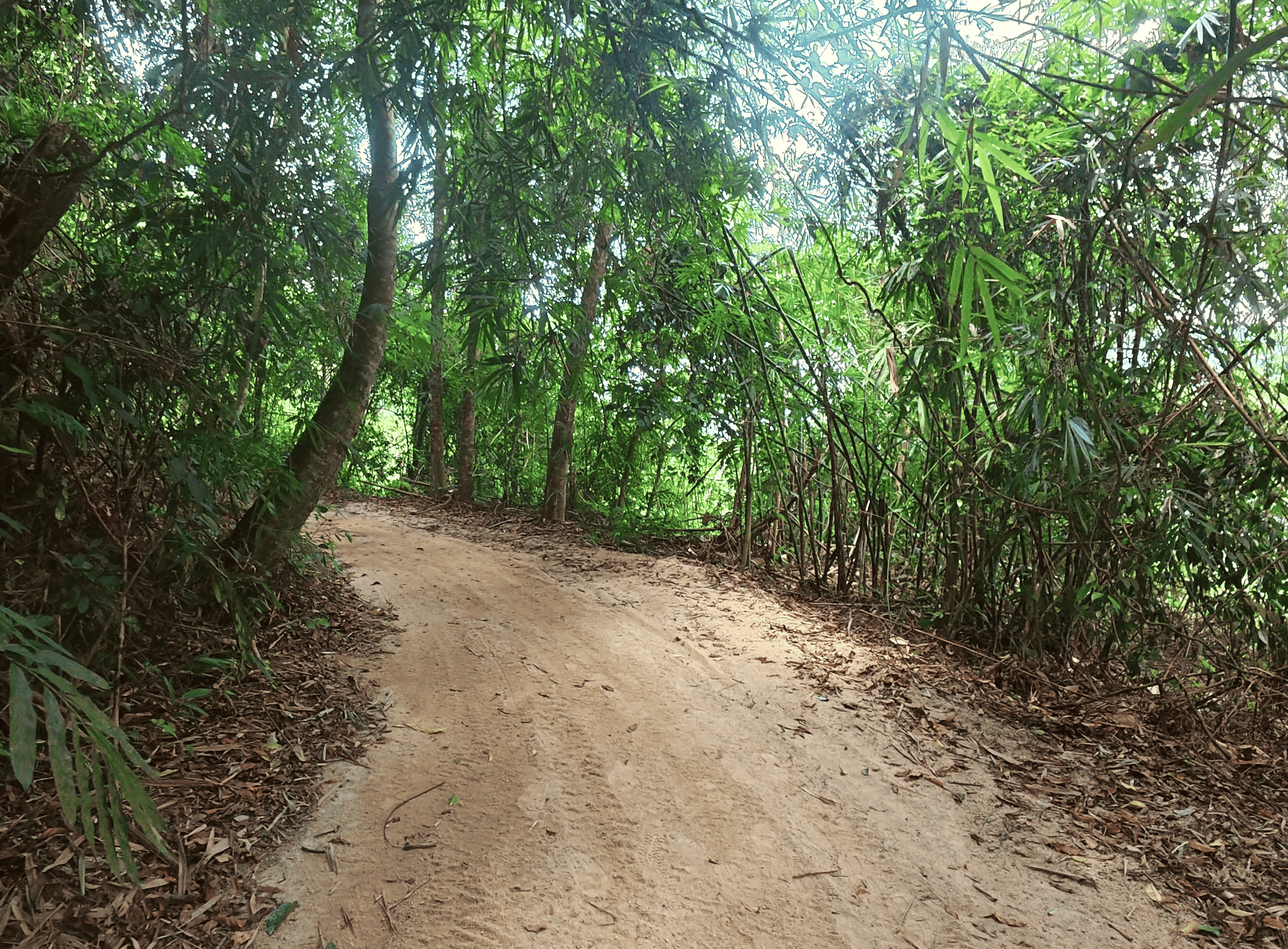 Well-worn dirt hiking trail winding through a dense, lush green rainforest, on the way to Jeram Kubang Gajah (Sofea Jane waterfall) Kemensah