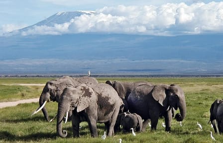 5 Days Nairobi Amboseli Tsavo West and Tsavo East National Park