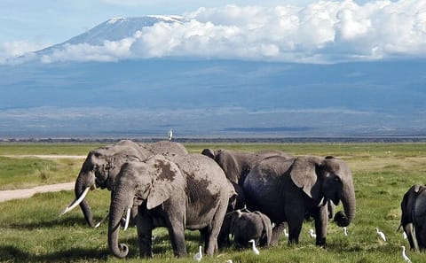 5-Day Adventure Tour of Amboseli and Tsavo National Parks in Kenya