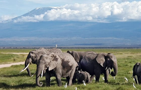 5 Days Nairobi Amboseli Tsavo West and Tsavo East National Park